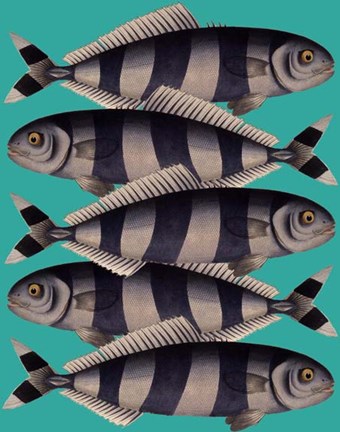 Framed Blue Striped Fish Print