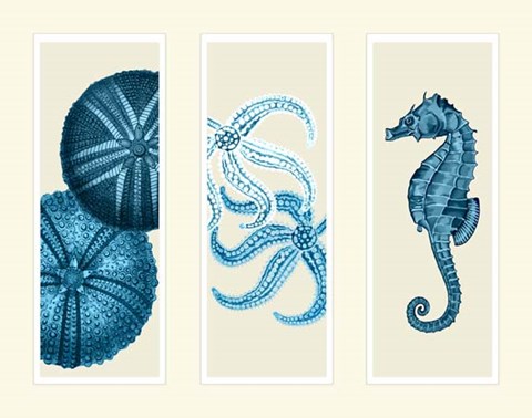 Framed Three Panel Print Sea Urchin Starfish and Seahorse in Blue Print