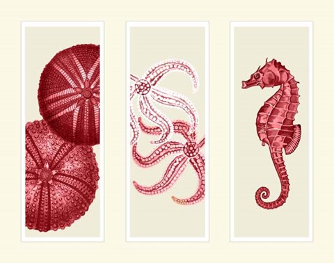 Framed Three Panel Print Sea Urchin Starfish and Seahorse in Red Print