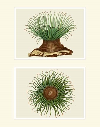Framed Green Sea Anemone on 2 panels Print