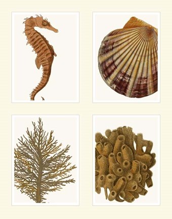 Framed Seahorse coral and shell on 4 Panels Print