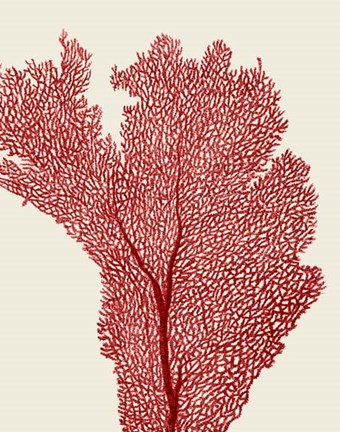 Framed Red Corals 2 e Print
