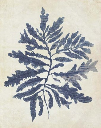 Framed Indigo Blue Seaweed 2 b Print