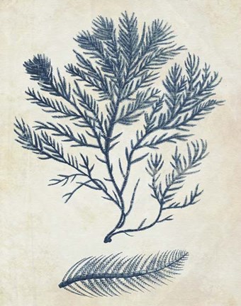 Framed Indigo Blue Seaweed 2 c Print