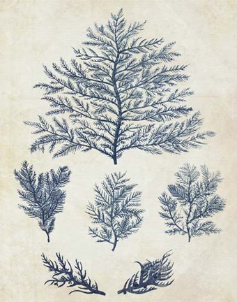 Framed Indigo Blue Seaweed 1 c Print