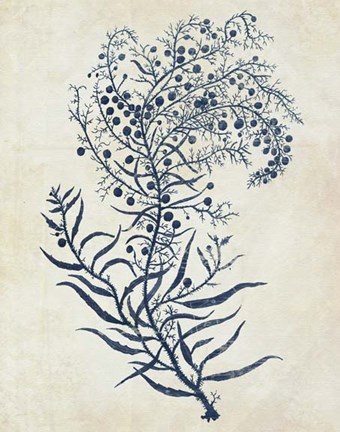 Framed Indigo Blue Seaweed 3 c Print
