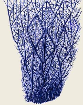 Framed Blue Corals 2 f Print