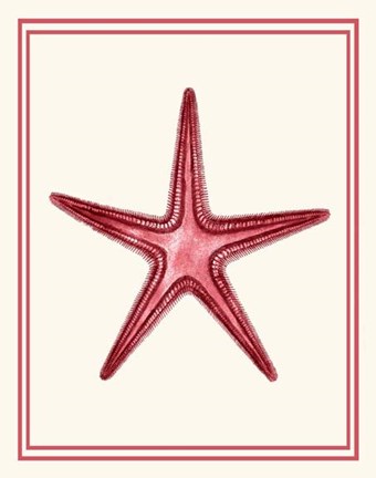 Framed Mixed Nautical Coral on Cream a Print