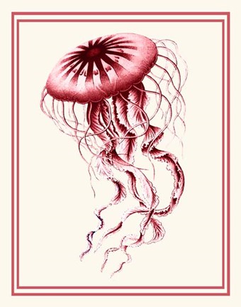 Framed Mixed Nautical Coral on Cream e Print