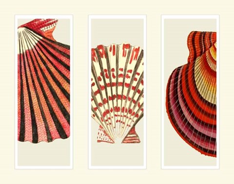 Framed Red and Cream Shells on 3 Panels Print