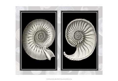 Framed Nautilus Shells On Black Print