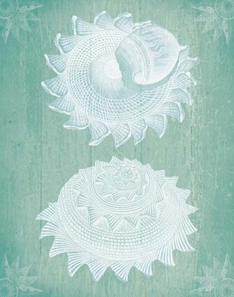 Framed Shells White on Turquoise Print