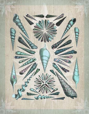 Framed Shell Collection 5 Print