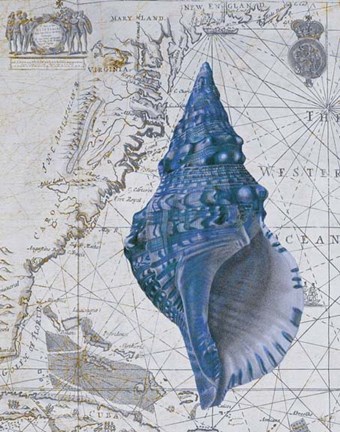 Framed Seashell Collection 1 a Print