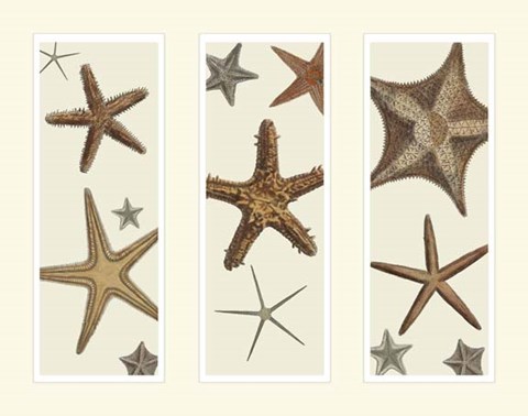 Framed Starfish Print on 3 Panels Print