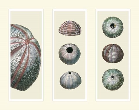 Framed Sea Urchins on 3 Panels Print
