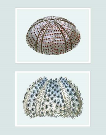 Framed Sea Urchin Print on 2 Panels Print