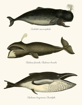 Framed Trio of Vintage Whales Print
