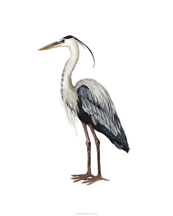 Framed Sea Bird I Print