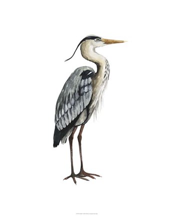 Framed Sea Bird V Print