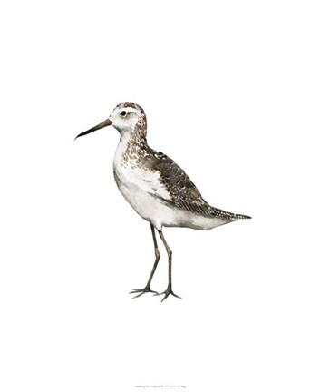 Framed Sea Bird VI Print