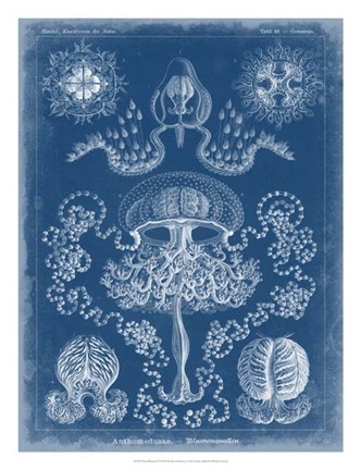 Framed Marine Blueprint IV Print