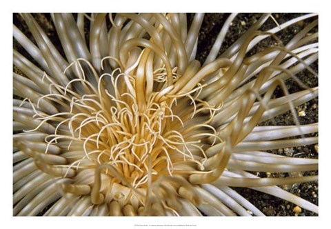 Framed Pure Dazzle - N. Sulawesi, Indonesia Print