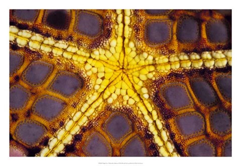 Framed Purple Star - Wakatoobi, Indonesia Print