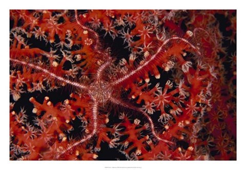 Framed Stars - Indonesia Print