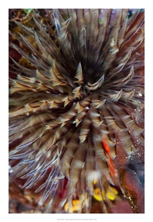 Framed Plumule - N. Sulawesi, Indonesia Print