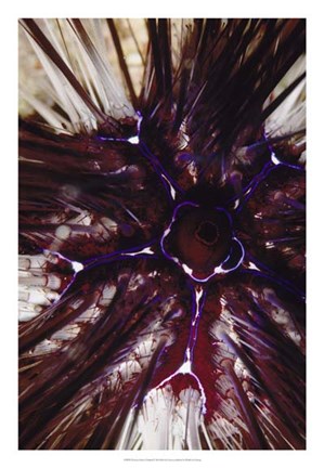 Framed Passion Flower - Thailand Print