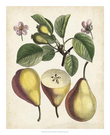 Framed Antique Pear Study II Print