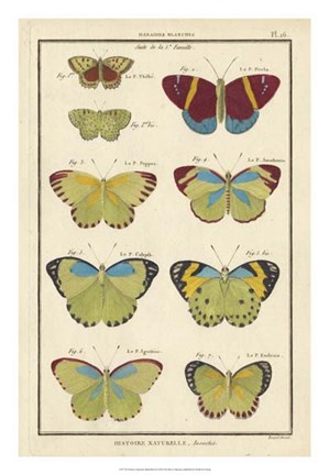 Framed Histoire Naturelle Butterflies II Print
