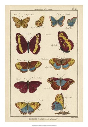 Framed Histoire Naturelle Butterflies IV Print
