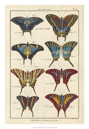 Framed Histoire Naturelle Butterflies VI Print