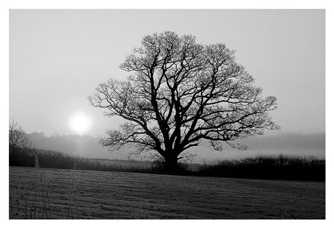 Framed Meadow Tree Print