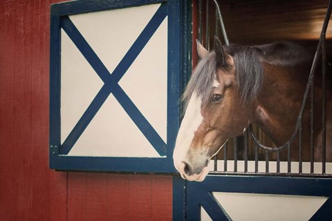 Framed Patriotic Pony I Print