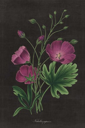 Framed Botanical on Black Chart XIII Print