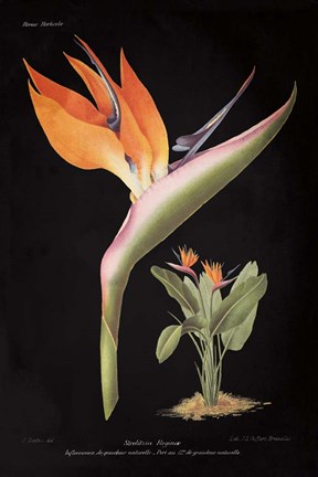Framed Strelitzia Reginoe on Black Print