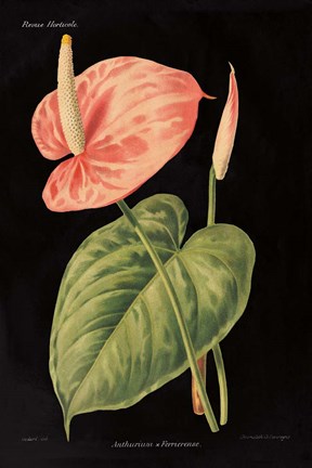 Framed Anthurium Ferrierense on Black Print