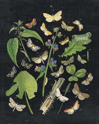 Framed Butterfly Bouquet on Black III Print