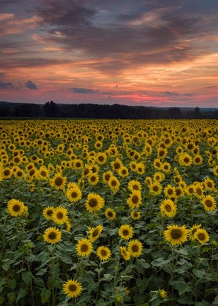 Framed Sunflowers to the Sky Print