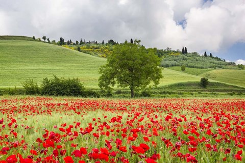 Framed Tuscan Poppies Print