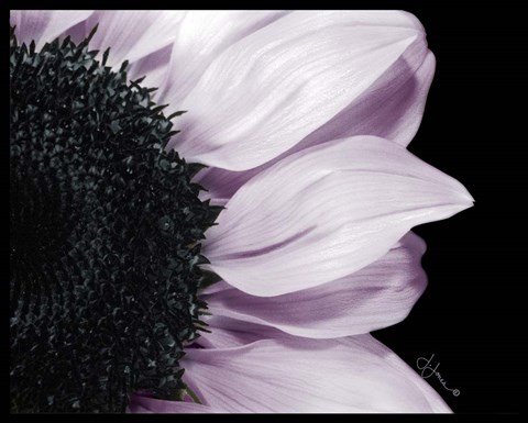 Framed Hints of Lavender Print