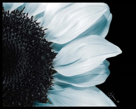 Framed Traces of Blue Print