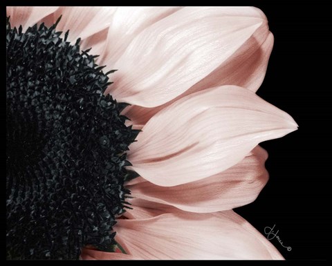Framed Whisper of Pink Print