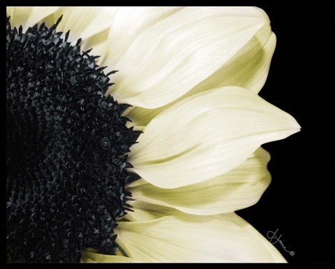 Framed Splashes of Blonde Print