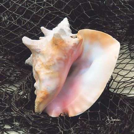 Framed Conch with Net Print