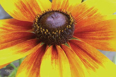 Framed Yellow Flower Print