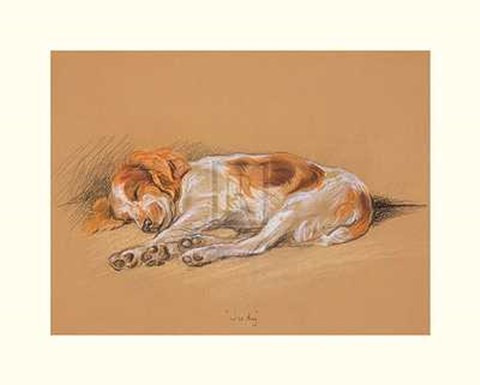 Framed Mac - Judy, a Spaniel Puppy Size 20x16 Print